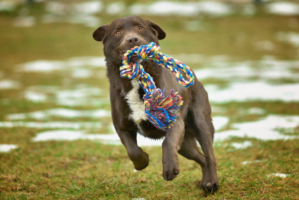 Happy dog running after connecting SitterEase booking software to a pet sitter website