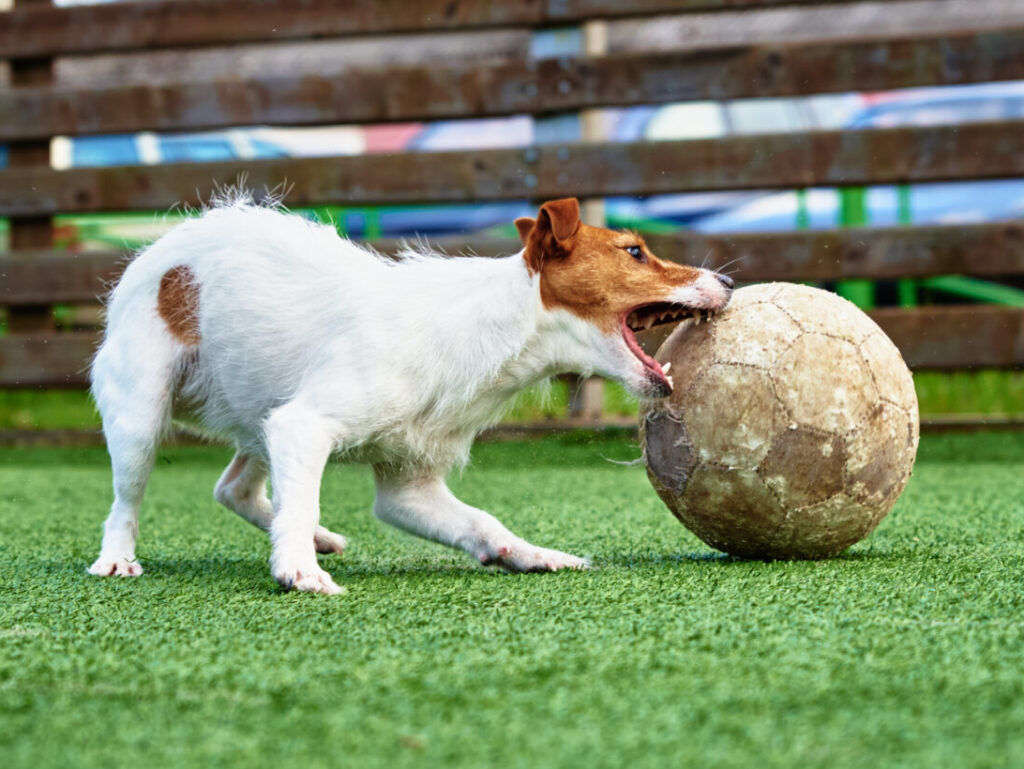 Dog playing outdoors after pet sitter connects Time-to-Pet to their professional website