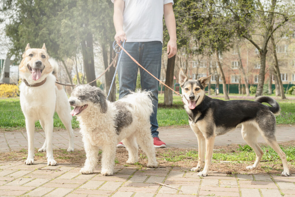Independent pet sitter walking dogs after going direct with own website